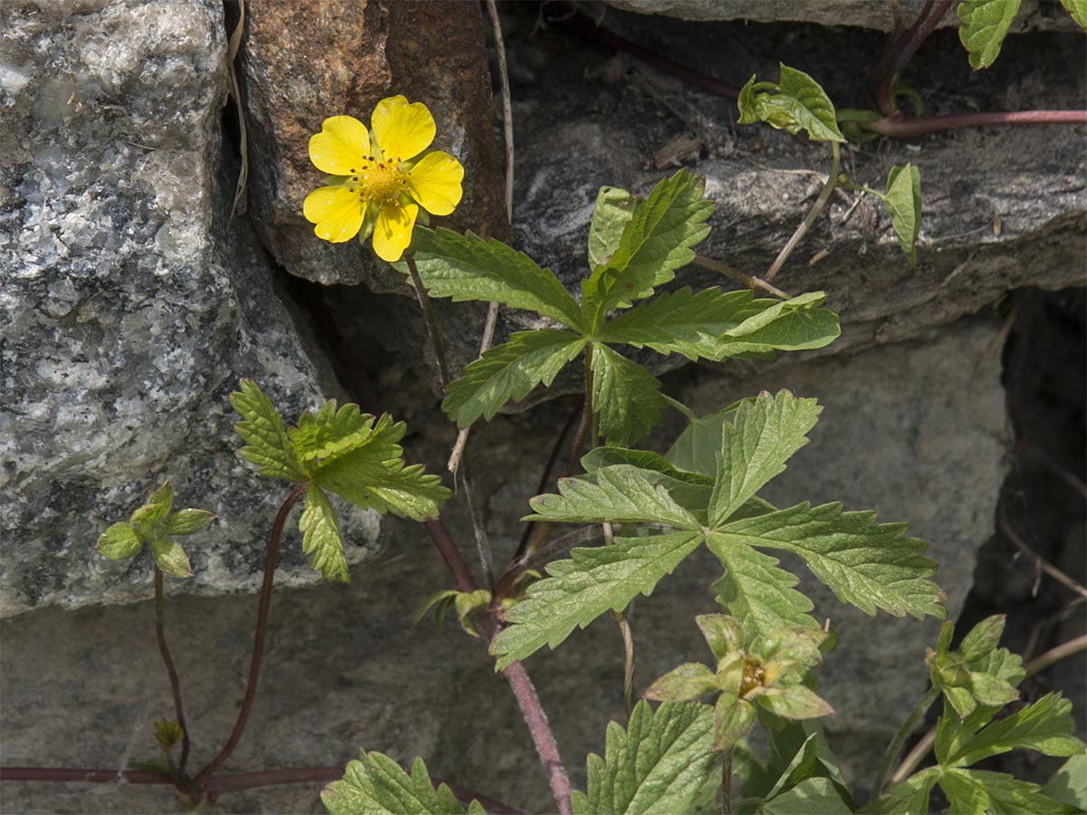 Potentilla reptans